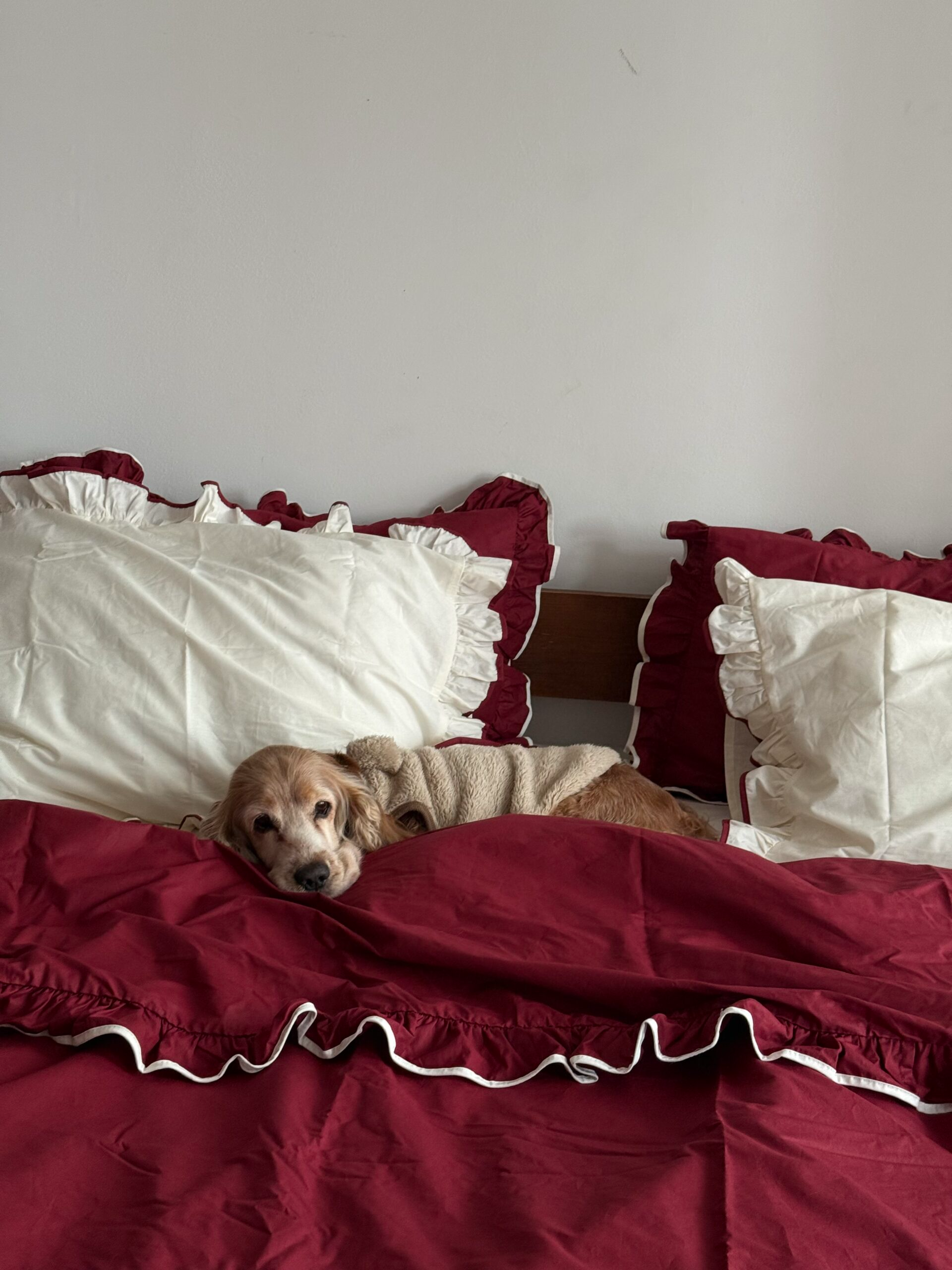 Постільна білизна Бордовий ранфорс з рюшами та молочним кантом